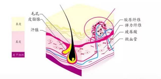 ͷ����ֲ��������������������